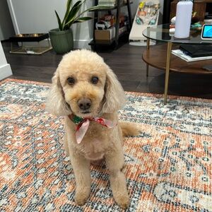 Meet your Posher, Isha